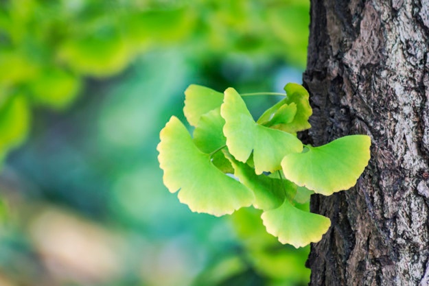 ginkgo-biloba-leaves.jpg