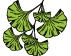ginkgo.png