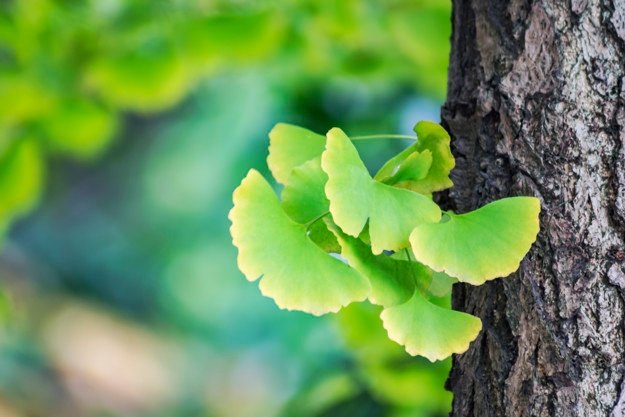 ginkgo-biloba-leaves.jpg